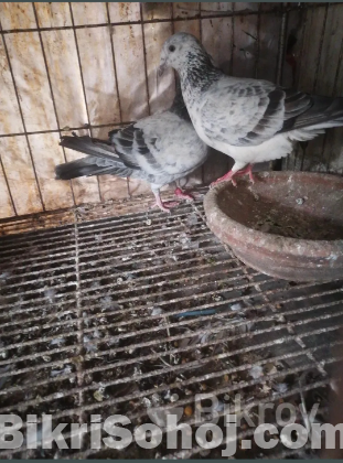 গ্রিজেল কবুতর